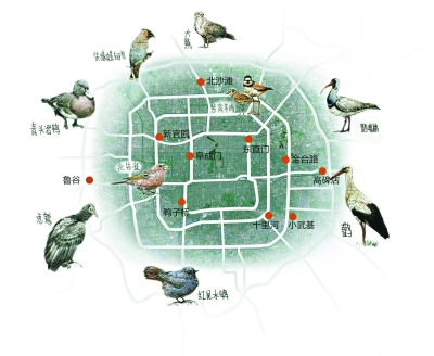 北京新鳥洞據(jù)點，城市生態(tài)觀察的新視角