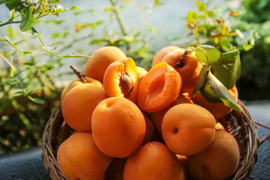 探索杏產(chǎn)業(yè)新時(shí)代魅力，杏吧有你最新動(dòng)態(tài)