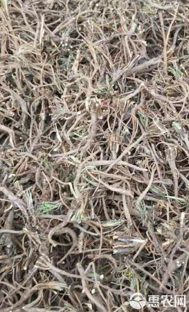 柴胡最新價格行情解析