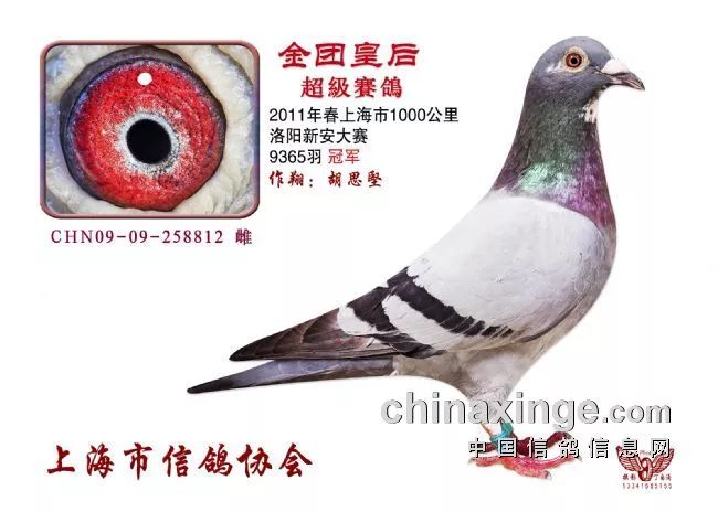 深州信鴿協會最新公告發(fā)布，內容摘要與活動更新